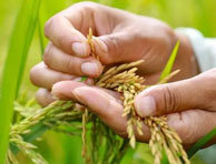 大米泡了一天一夜還能吃嗎